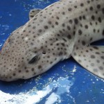 Wicklow Boat Charters – Bull huss