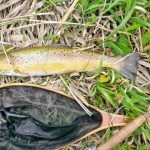 Ryewater trout