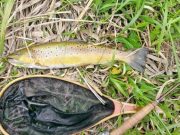 A look back at trout fishing season on the Rywater
