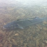 A tagged bass makes a quick recovery and is off again