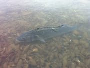 Top class fly fishing for bass in Cork Harbour a great addition to tagging project Bass