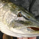 Pike