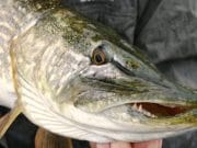 Irish Angling Update, 31/10/13 pike