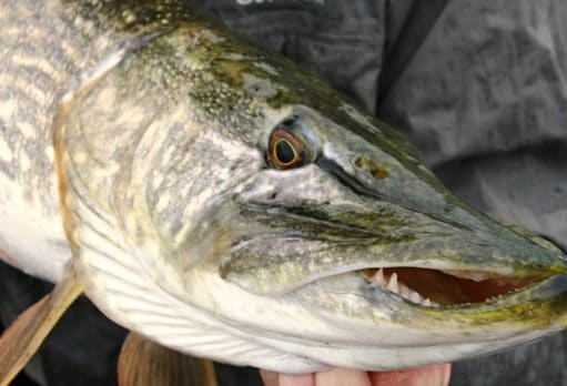 Irish Angling Update, 31/10/13 pike