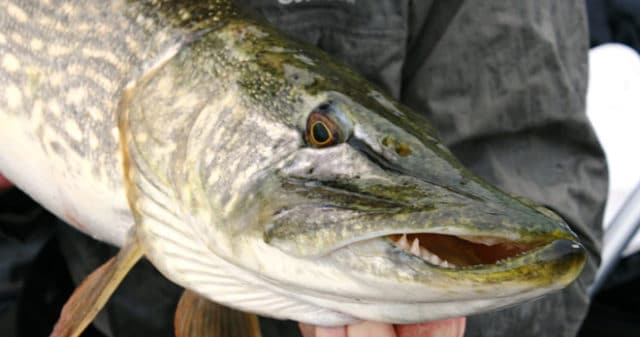 pike