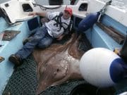 A cracking 133lb male skate off the Maidens Nice 133lb male skate