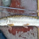 Carton House Fishery – A particularly feisty pike caught on the fly by Rob Love on Wednesday morning