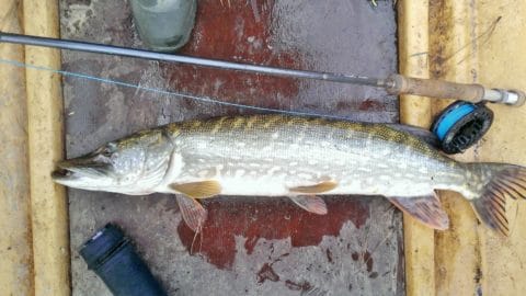 Carton House Fishery - A particularly feisty pike caught on the fly by Rob Love on Wednesday morning