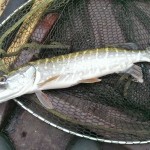 Carton House Fishery – A ‘Jack’ pike with a fondness for perch