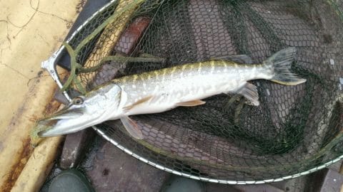 Carton House Fishery - A ‘Jack’ pike with a fondness for perch