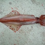 Cork Angling Hub – Squid