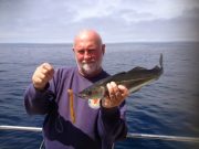 Coalfish going bananas in Cork ! Banana fishing!