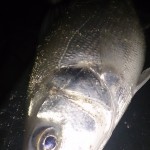 Gerard Doran – Bass schoolies 1