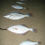 Gerard Doran – Flounder