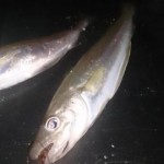 Gerard Doran – Poor cod and whiting