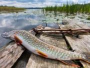 The catching of a monster pike – Irish Times ‘Fred Buller, following his world-wide travels recording catches of monster pike, is convinced that the catch of the Lough Derg monster is authentic.’ Above, file image of a pike. Photograph: Getty Images
