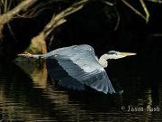 The life of the river through the eye of the camera captured by Jason Nash
