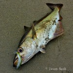 Jason Nash – 9