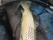 Some lovely browns and rainbows for the Carrigavantry angler