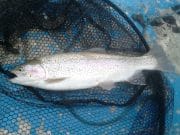 Fish rising well in the early mornings and late evenings at Knockaderry Rainbow in the net