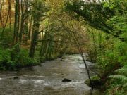Irish Angling Update – 06 November 2020 the River Colligan near Cooligan Wood