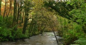 Irish Angling Update – 06 November 2020 the River Colligan near Cooligan Wood