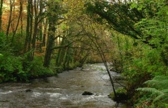 the River Colligan near Cooligan Wood