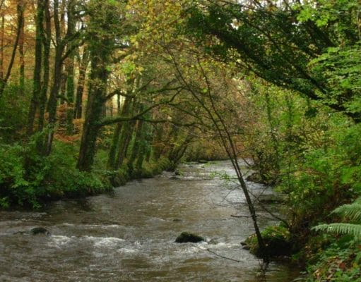 the River Colligan near Cooligan Wood