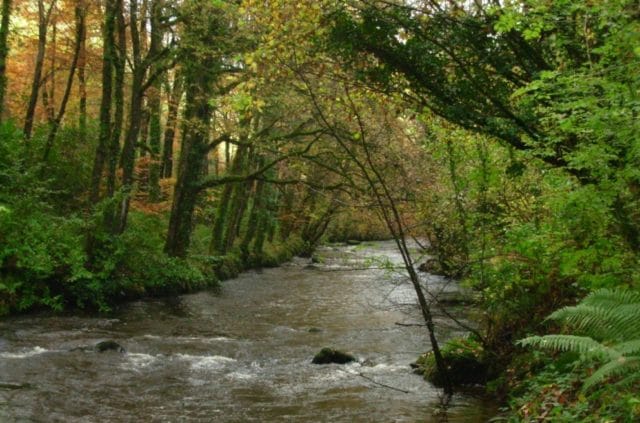 the River Colligan near Cooligan Wood