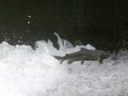 Are salmon gone from Nore – Kilkenny People