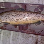 Lough Currane – C&R 5 lbs Sea Trout caught by Mr. Paul Hyland