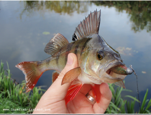 Lurefish Ireland - Photo 1