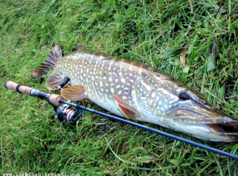 Lurefish Ireland - Pike photo 2