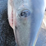 Keeping an eye on you……..