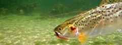 Probassfishing - Sea Trout
