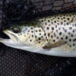 Richie Johnston – Sheelin Trout 1