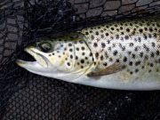 A hive of activity with lots of small fish jumping on Sheelin