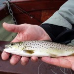 Richie Johnston – Sheelin Trout 2