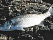 Southwesterly breezes make fishing difficult
