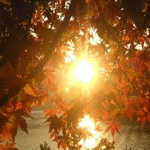 Sheelin – Autumn sun