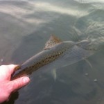 Sheelin- Game fish are too valuable to be only caught the one  – Lee Wulff