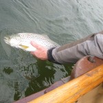 Sheelin – Oliver McCormack carefully releasing his 5.75 lb fish