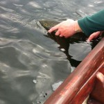 Sheelin – Releasing trout Sheelin