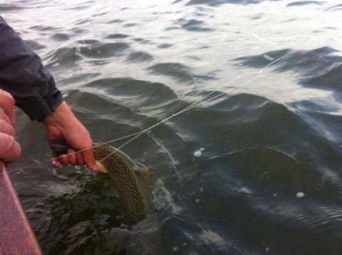 Sheelin - Sheelin trout release