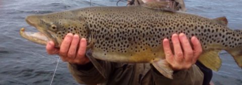 Sheelin - Sheelin’s heaviest trout of 2013 12lb