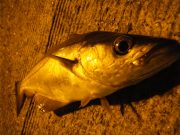 Pollack, Rock Goby and Pouting on Ultra light tackle