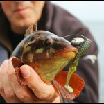 Steven Neely – Wrasse 1