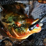 Steven Neely – Wrasse 2