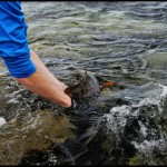 Steven Neely – Wrasse 4