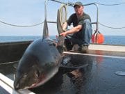 More porbeagle action for anglers on Predator II
